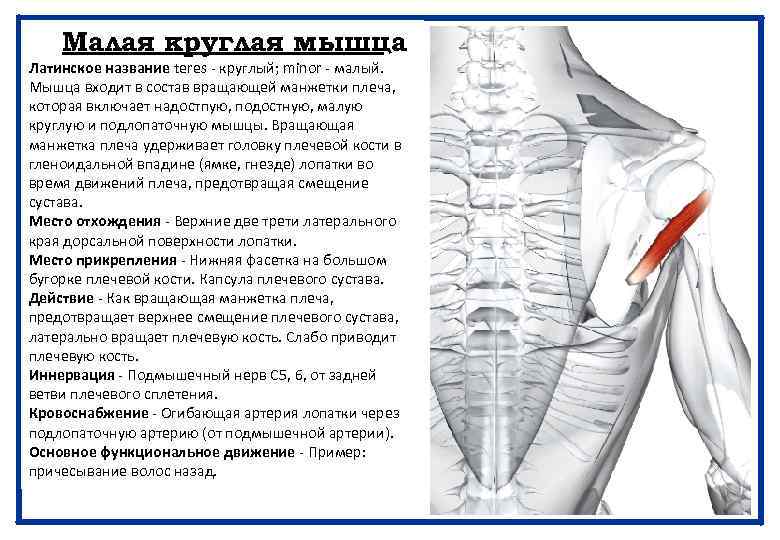 Малая круглая мышца Латинское название teres - круглый; minor - малый. Мышца входит в