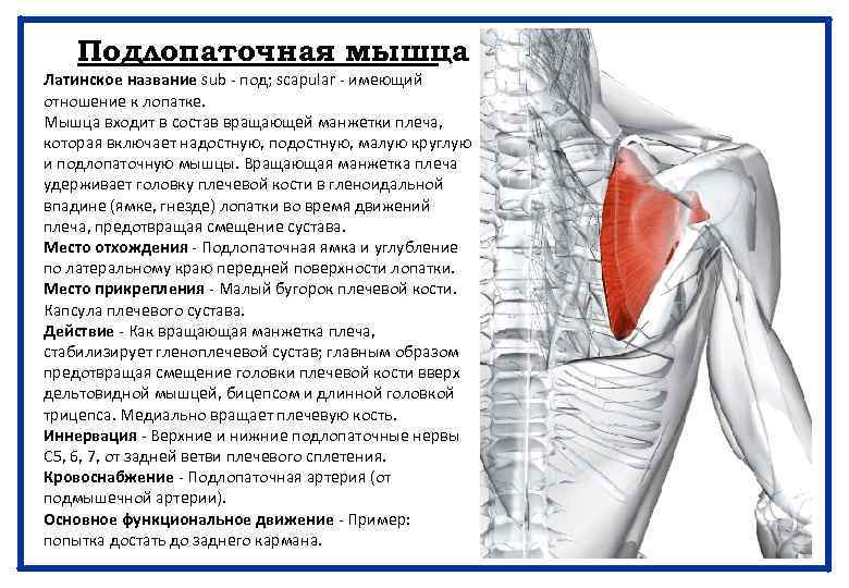 Подлопаточная мышца Латинское название sub - под; scapular - имеющий отношение к лопатке. Мышца