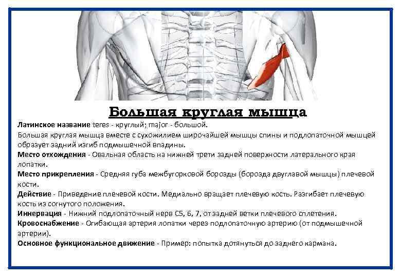 Большая круглая мышца Латинское название teres - круглый; major - большой. Большая круглая мышца