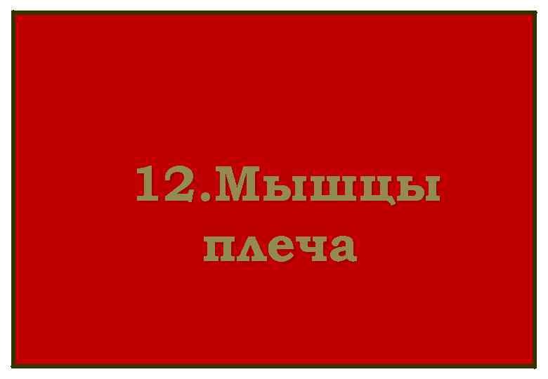 12. Мышцы плеча 