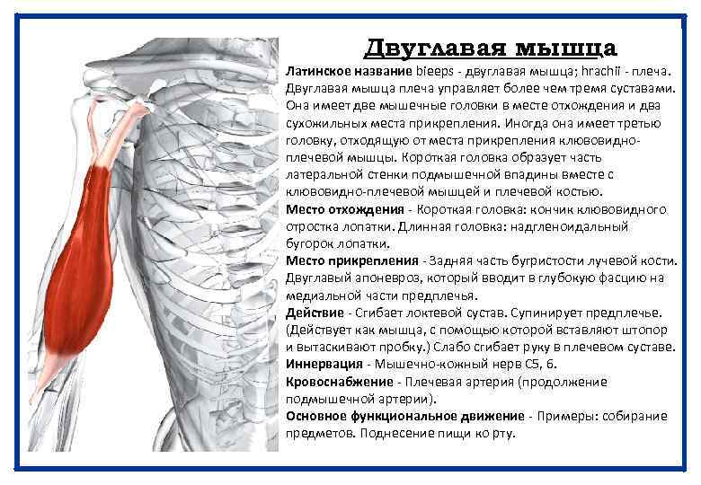 Двуглавая мышца Латинское название bieeps - двуглавая мышца; hrachii - плеча. Двуглавая мышца плеча