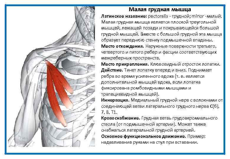 Малая грудная мышца Латинское название: pectoralis - грудной; minor -малый. Малая грудная мышца является