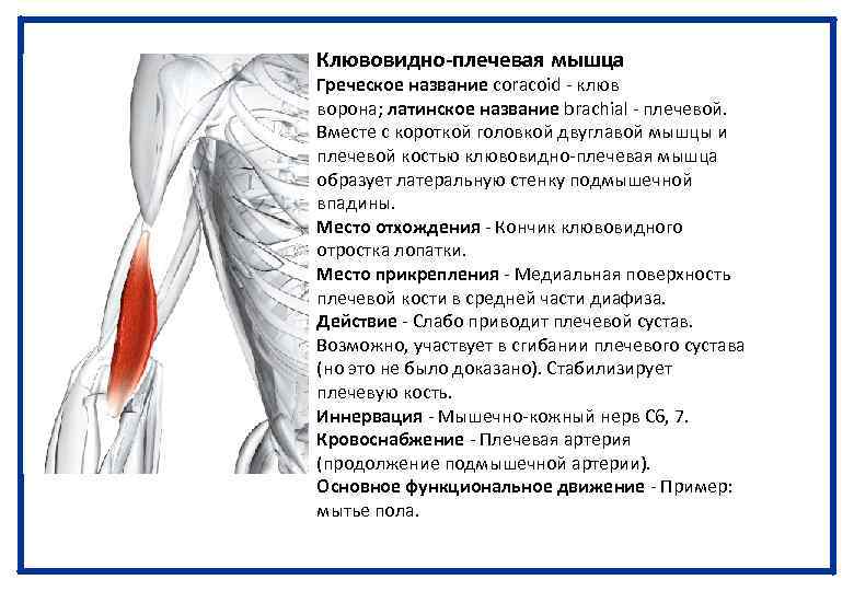 Клювовидно-плечевая мышца Греческое название сoraсoid - клюв ворона; латинское название brachial - плечевой. Вместе