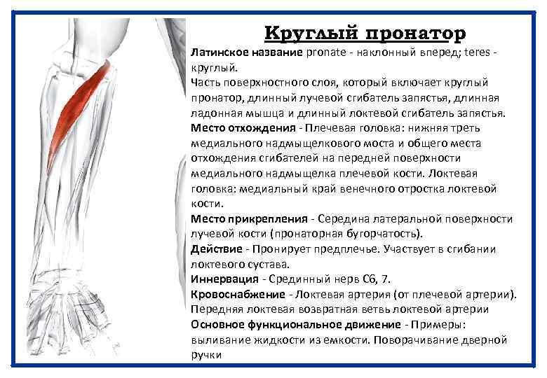 Круглый пронатор Латинское название pronate - наклонный вперед; teres - круглый. Часть поверхностного слоя,