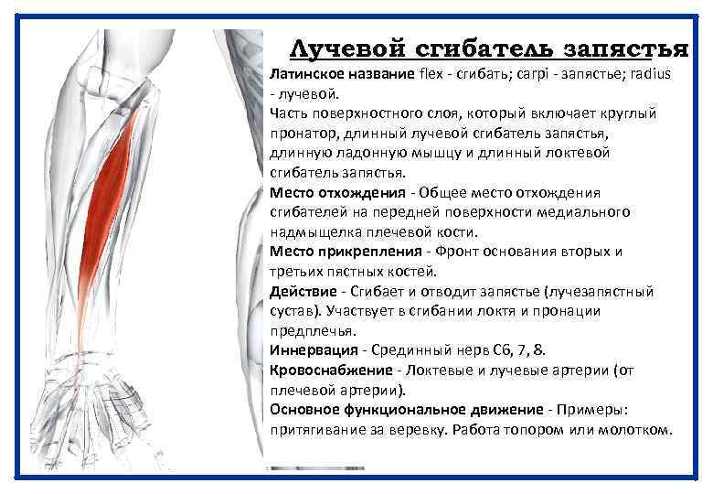 Лучевой сгибатель запястья Латинское название flex - сгибать; carpi - запястье; radius - лучевой.