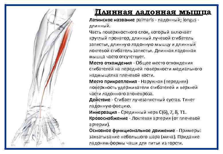 Длинная ладонная мышца Латинское название palmaris - ладонный; longus длинный. Часть поверхностного слоя, который