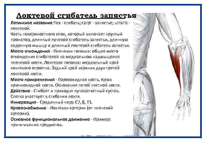 Локтевой сгибатель запястья Латинское название flex - сгибать; carpi - запястье; ulnaris - локтевой.