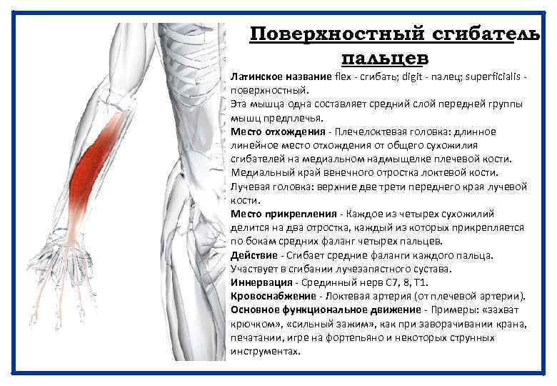 Поверхностный сгибатель пальцев