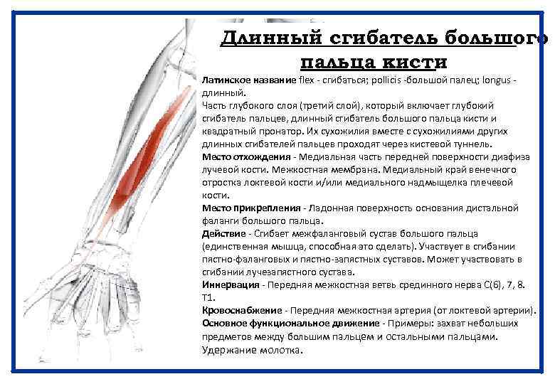 Длинный сгибатель большого пальца кисти Латинское название flex - сгибаться; pollicis -большой палец; longus