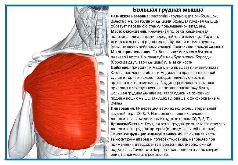 Большая грудная мышца Латинское название: pectoralis - грудной; major -большой. Вместе с малой грудной