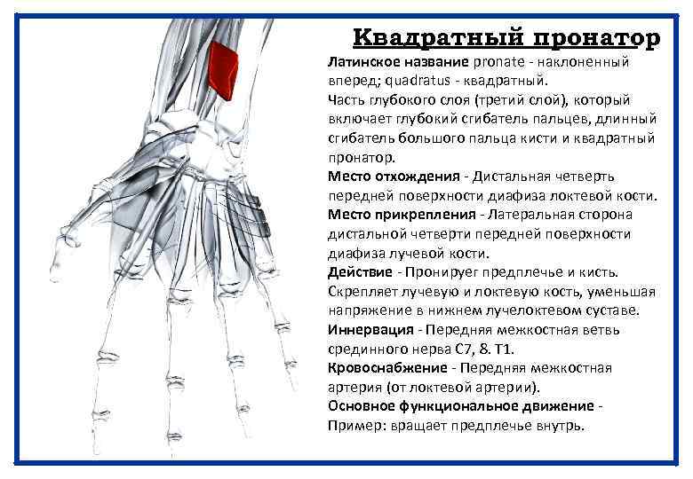 Квадратный пронатор Латинское название pronate - наклоненный вперед; quadratus - квадратный. Часть глубокого слоя