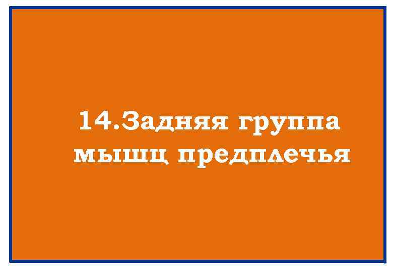 14. Задняя группа мышц предплечья 