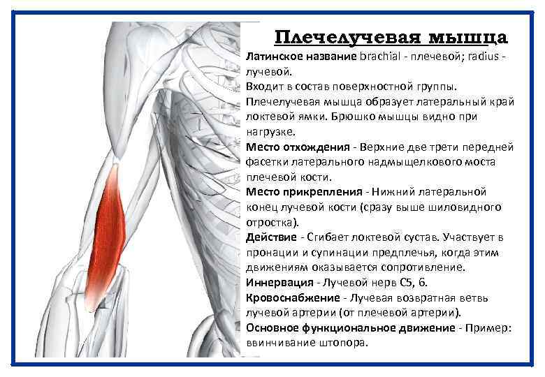 Плечелучевая мышца Латинское название brachial - плечевой; radius лучевой. Входит в состав поверхностной группы.