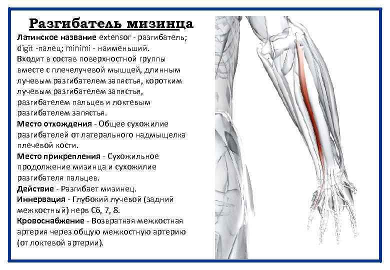 Разгибатель мизинца Латинское название extensor - разгибатель; digit -палец; minimi - наименьший. Входит в