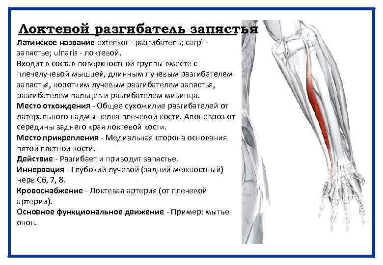 Локтевой разгибатель запястья Латинское название extensor - разгибатель; carpi - запястье; ulnaris - локтевой.