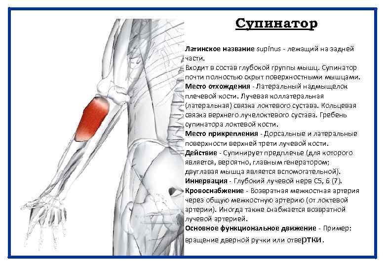 Супинатор Латинское название supinus - лежащий на задней части. Входит в состав глубокой группы