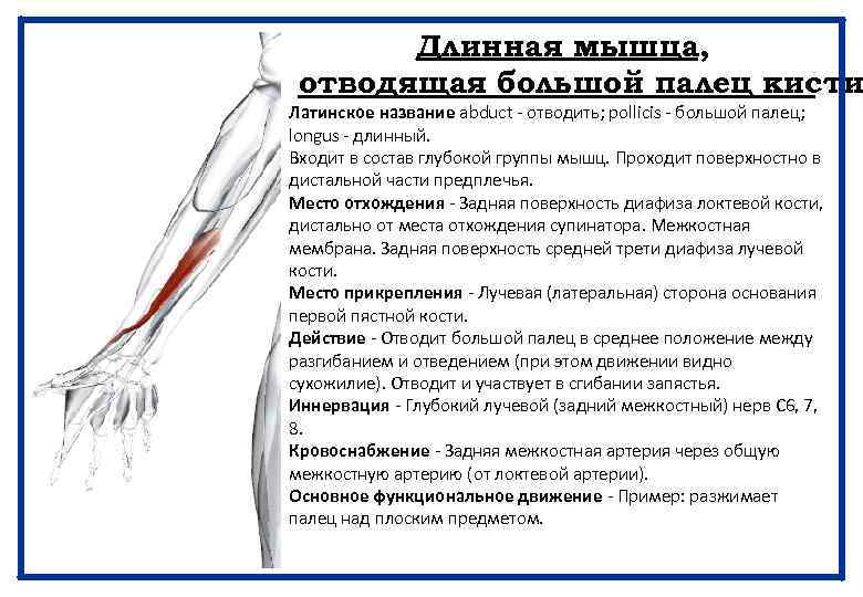 Мышцы большого пальца. Длинная мышца отводящая большой палец кисти. Длинная мышца отводящая мизинец кисти латынь. Мышца отводящая 1 палец. Мышца противопоставляющая большой палец кисти иннервация.