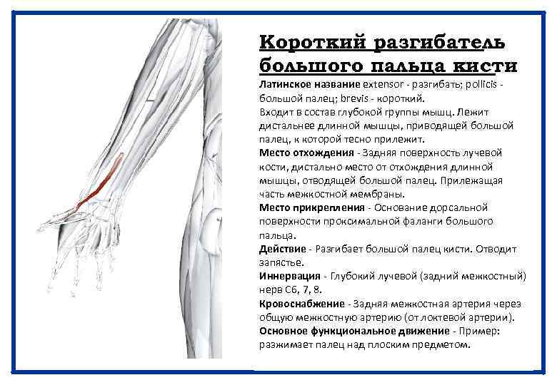 Короткий разгибатель большого пальца кисти Латинское название extensor - разгибать; pollicis - большой палец;