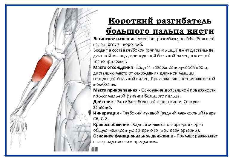 Короткий разгибатель большого пальца кисти Латинское название extensor - разгибать; pollicis - большой палец;