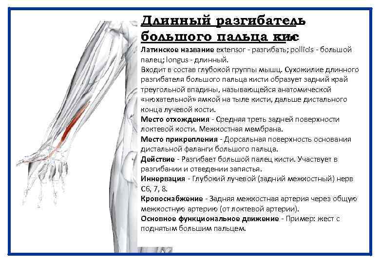 Длинный разгибатель большого пальца кис ти Латинское название extensor - разгибать; pollicis - большой