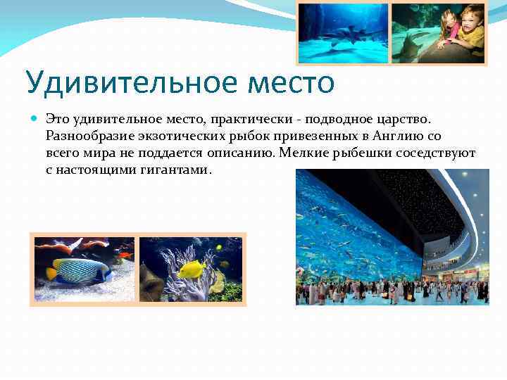 Удивительное место Это удивительное место, практически - подводное царство. Разнообразие экзотических рыбок привезенных в