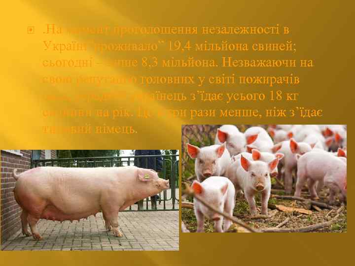  . На момент проголошення незалежності в Україні”проживало” 19, 4 мільйона свиней; сьогодні –