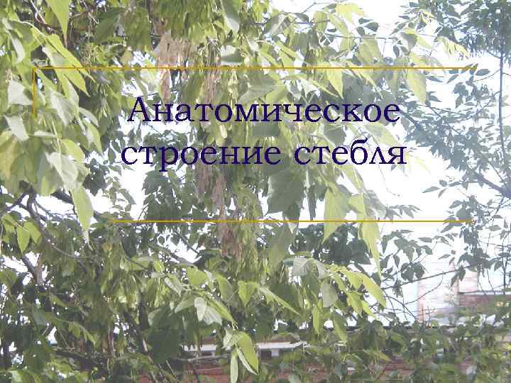 Анатомическое строение стебля 