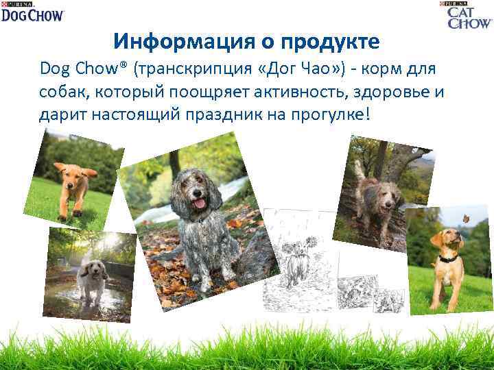 Информация о продукте Dog Chow® (транскрипция «Дог Чао» ) - корм для собак, который