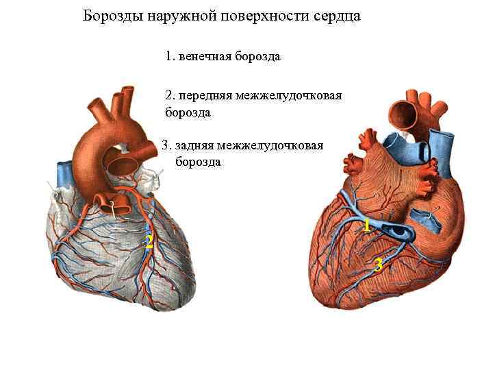 Венечная борозда головки фото