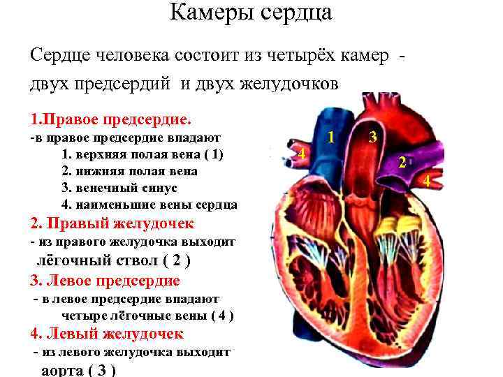 Назовите структуры сердца обозначенные на рисунке цифрами 1 2 объясните их функции