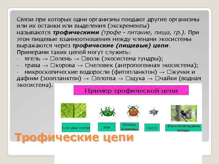 Пищевые взаимоотношения между организмами называют. Пищевые отношения между организмами.