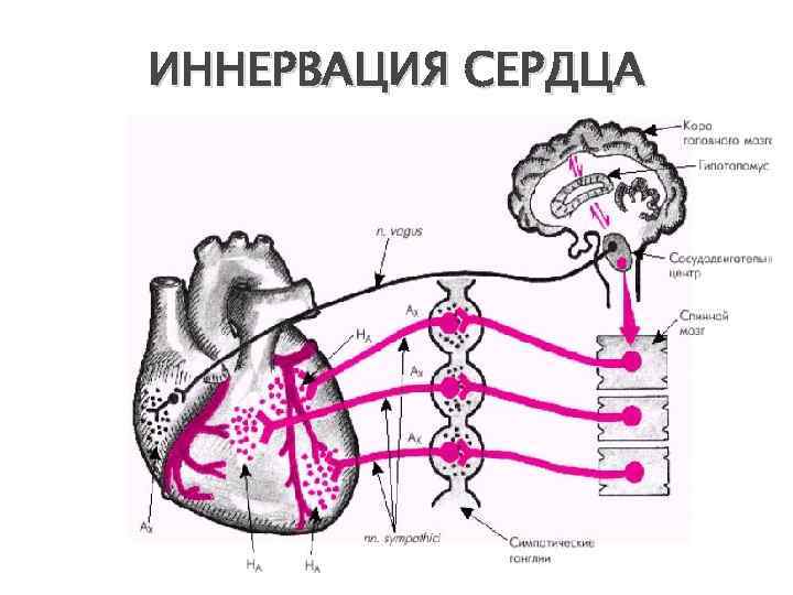 ИННЕРВАЦИЯ СЕРДЦА 