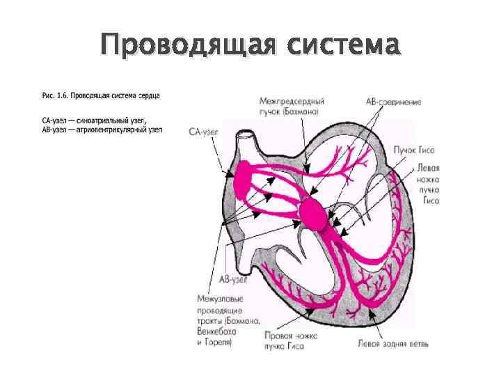 Проводящая система 