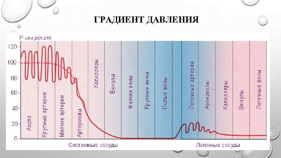 Градиенты на клапанах. Градиент давления крови. Градиент давления в сосудах. Положительный градиент давления. Что такое градиент в кардиологии.