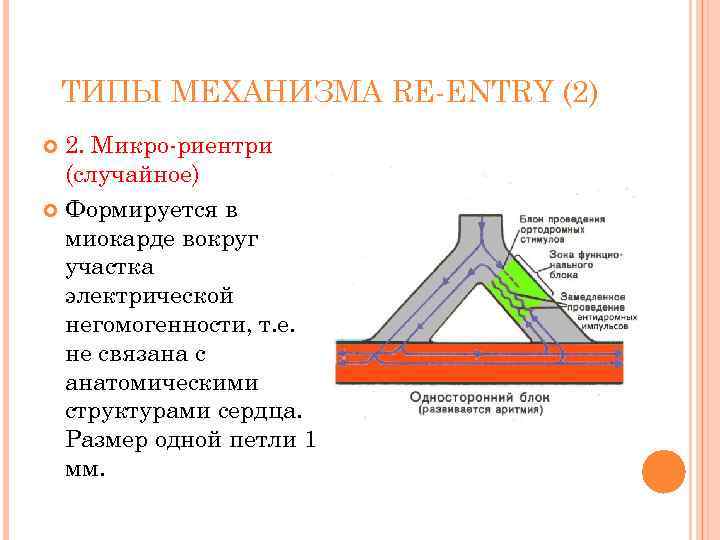 ТИПЫ МЕХАНИЗМА RE-ENTRY (2) 2. Микро-риентри (случайное) Формируется в миокарде вокруг участка электрической негомогенности,