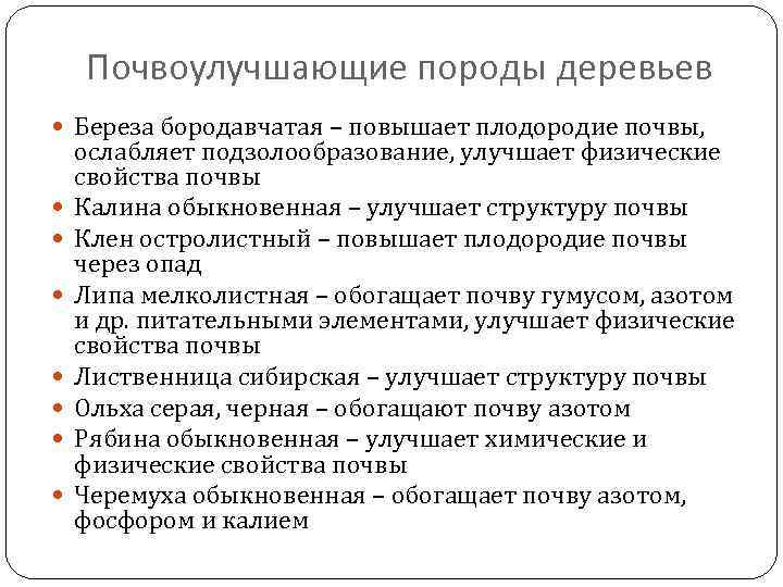Почвоулучшающие породы деревьев Береза бородавчатая – повышает плодородие почвы, ослабляет подзолообразование, улучшает физические свойства