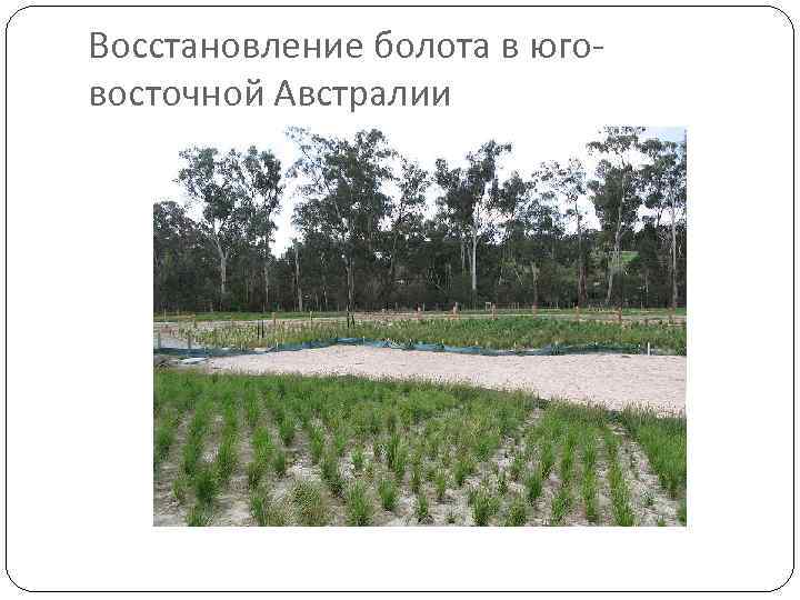 Восстановление болота в юговосточной Австралии 