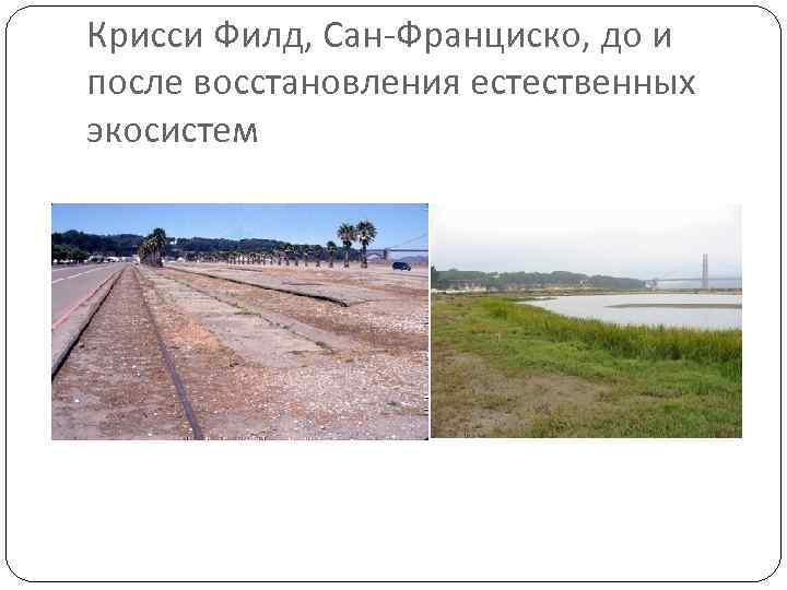 Крисси Филд, Сан-Франциско, до и после восстановления естественных экосистем 