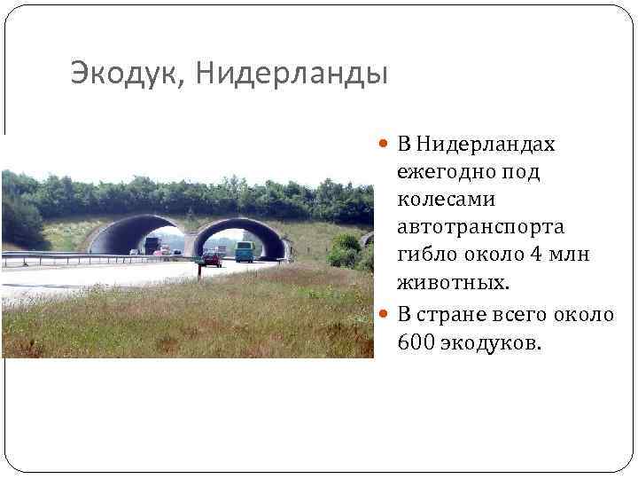 Экодук, Нидерланды В Нидерландах ежегодно под колесами автотранспорта гибло около 4 млн животных. В