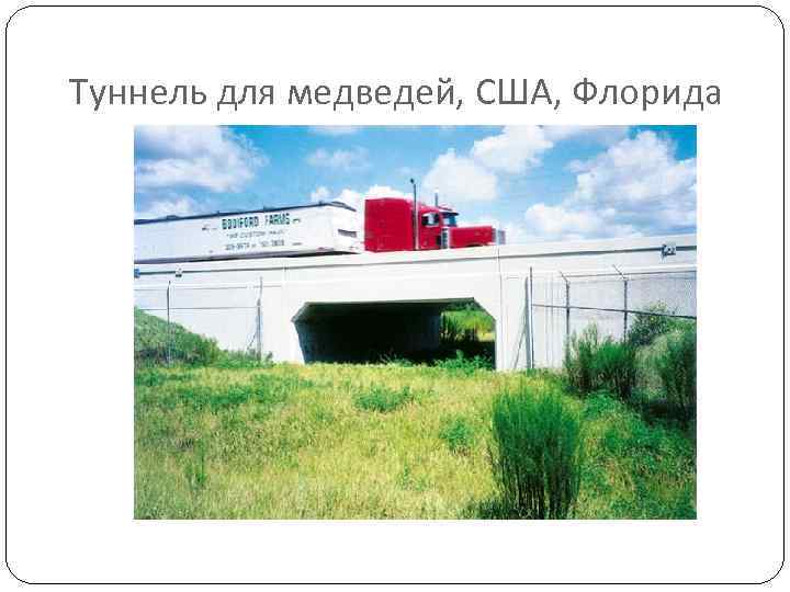 Туннель для медведей, США, Флорида 