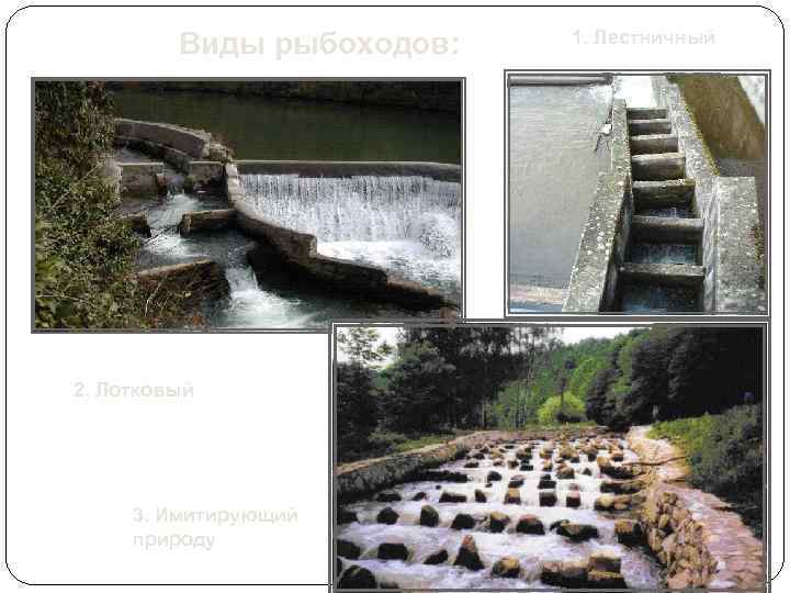 Виды рыбоходов: 2. Лотковый 3. Имитирующий природу 1. Лестничный 