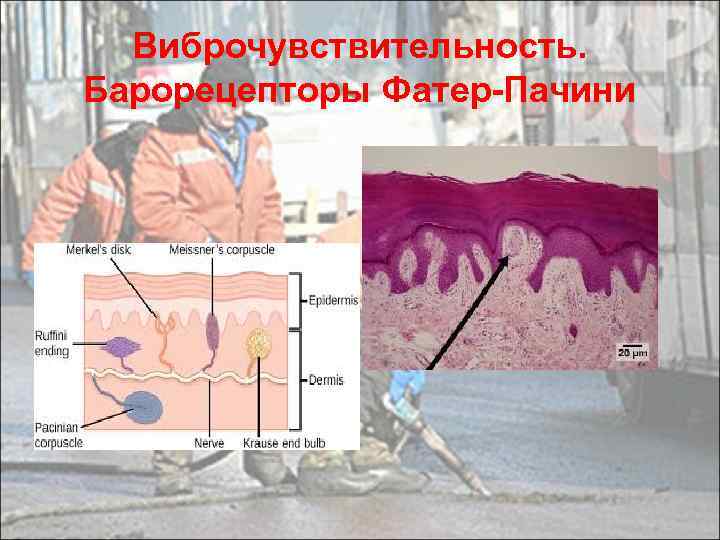 Виброчувствительность. Барорецепторы Фатер-Пачини 
