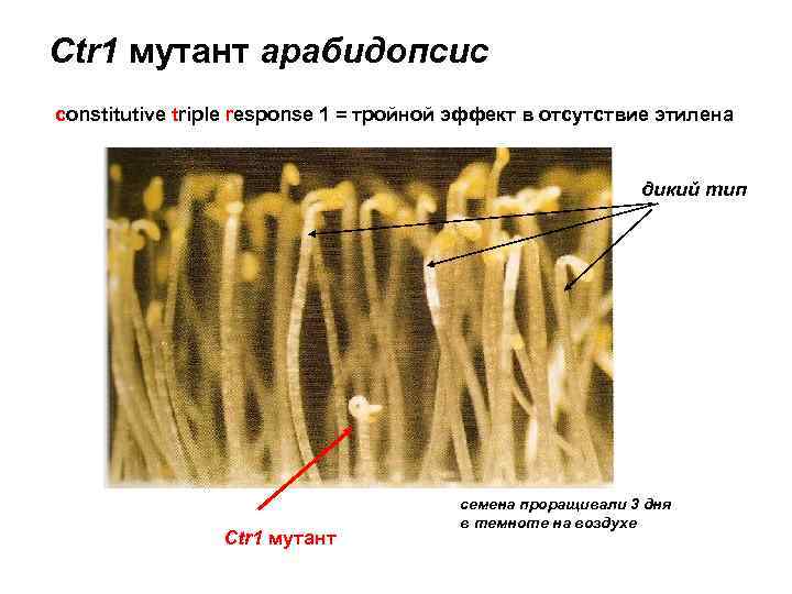 Ctr 1 мутант арабидопсис constitutive triple response 1 = тройной эффект в отсутствие этилена