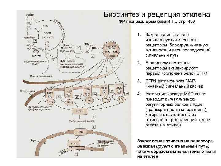Биосинтез и рецепция этилена ФР под ред. Ермакова И. П. , стр. 460 1.