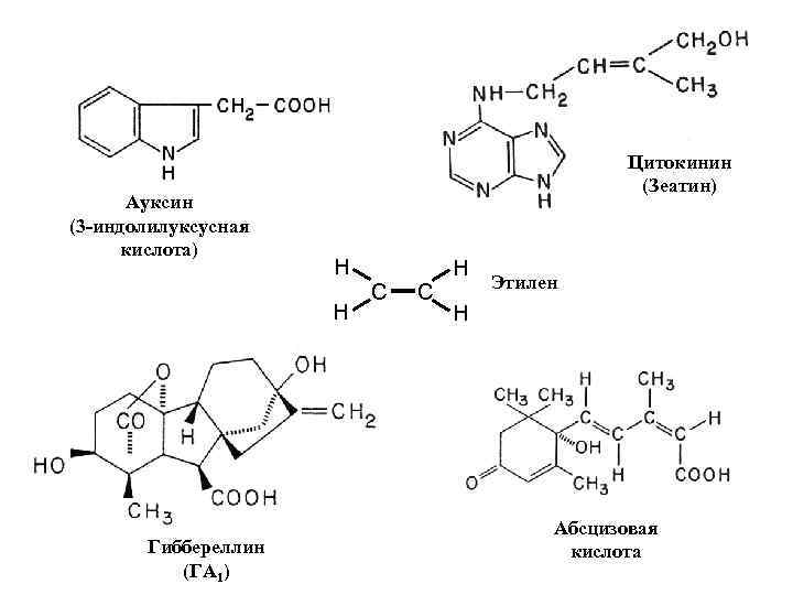 Ауксин (3 -индолилуксусная кислота) Цитокинин (Зеатин) H H Гиббереллин (ГА 1) С С H