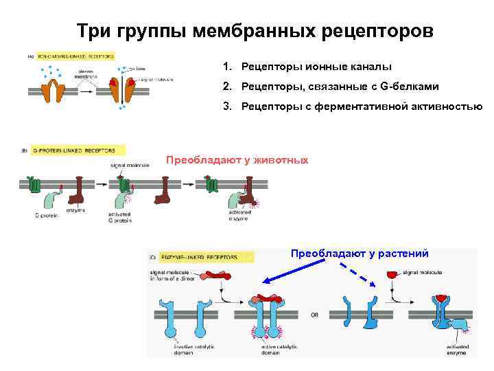 Три группы мембранных рецепторов 1. Рецепторы ионные каналы 2. Рецепторы, связанные с G-белками 3.