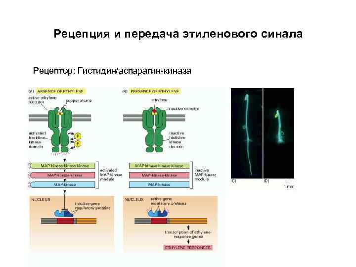 Рецепция и передача этиленового синала Рецептор: Гистидин/аспарагин-киназа 