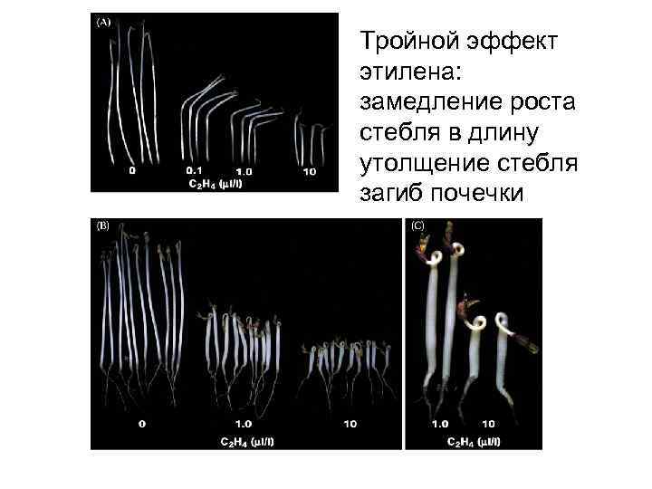 Тройной эффект этилена: замедление роста стебля в длину утолщение стебля загиб почечки 