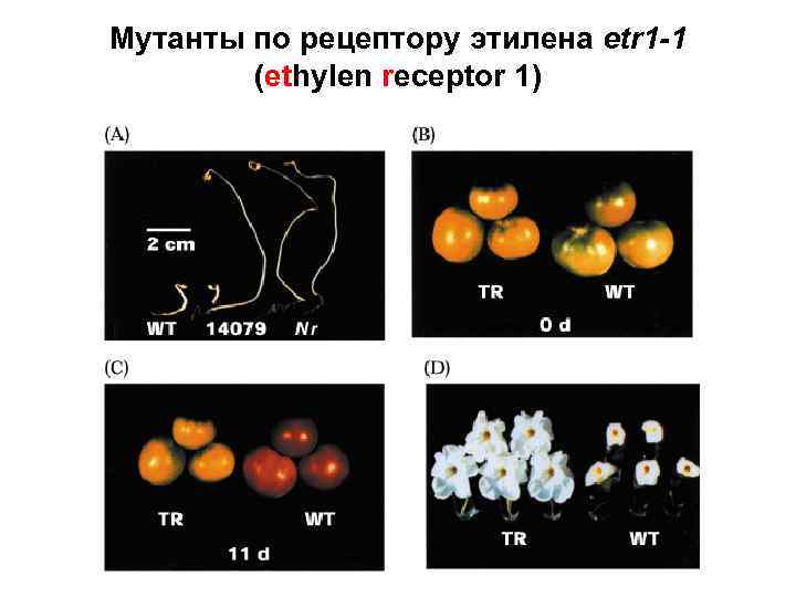 Мутанты по рецептору этилена etr 1 -1 (ethylen receptor 1) 
