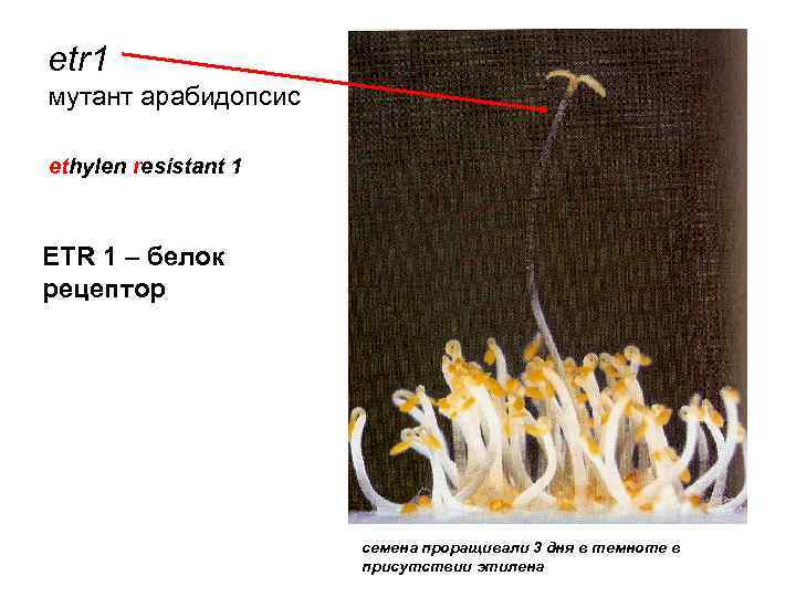 еtr 1 мутант арабидопсис ethylen resistant 1 ETR 1 – белок рецептор семена проращивали